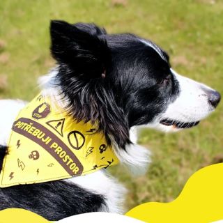 🐾 ŽLUTÁ BARVA ZNAMENÁ: POTŘEBUJI PROSTOR! 🐕💛 Díky žlutému označení se vyhnete nepříjemným situacím a pomůžete svému...